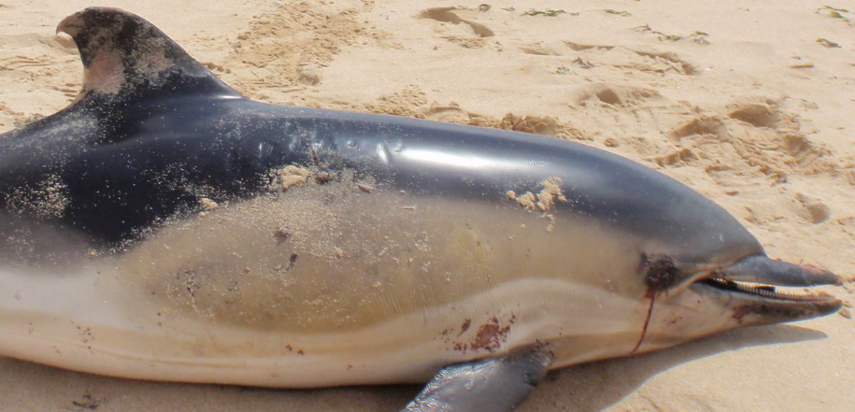 Le choix de l'Hebdo : pourquoi les dauphins s'échouent sur nos côtes
