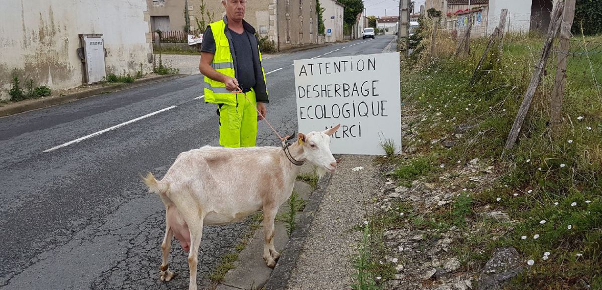 St-Cyr-du-Doret : une chèvre pour désherber sans pesticides