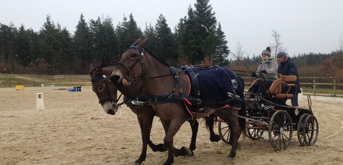 Dampierre/Boutonne : les mules se préparent pour Paris