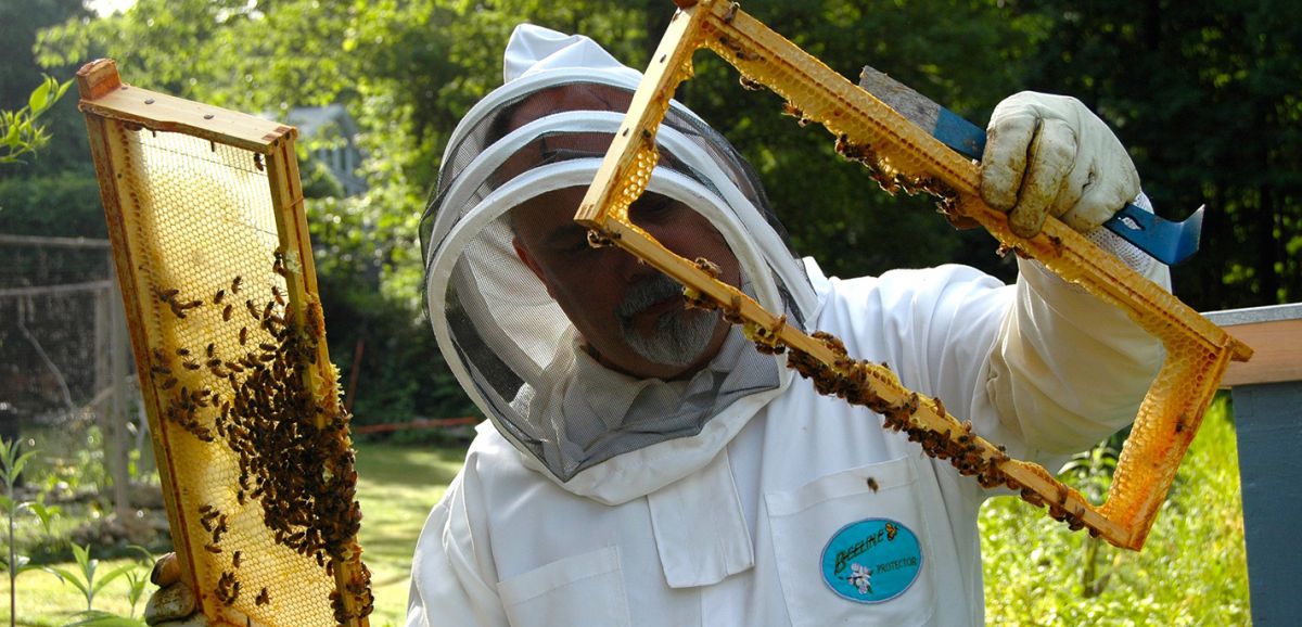 La région débloque des fonds pour aider les apiculteurs