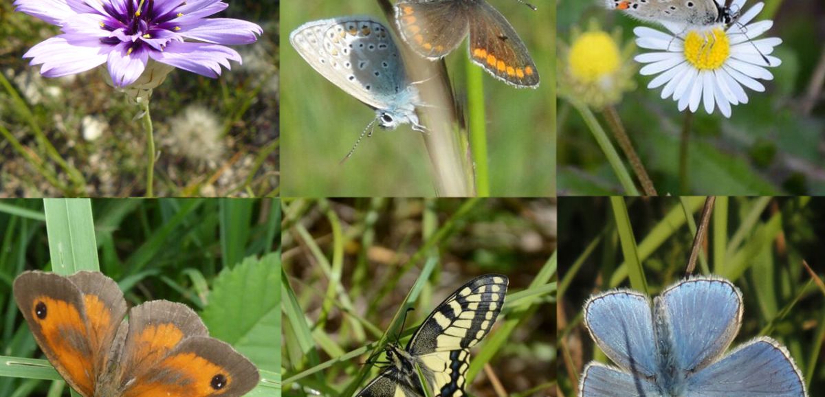 St-Saturnin/St-Pierre : les insectes pollinisateurs pour nous réconcilier avec la nature