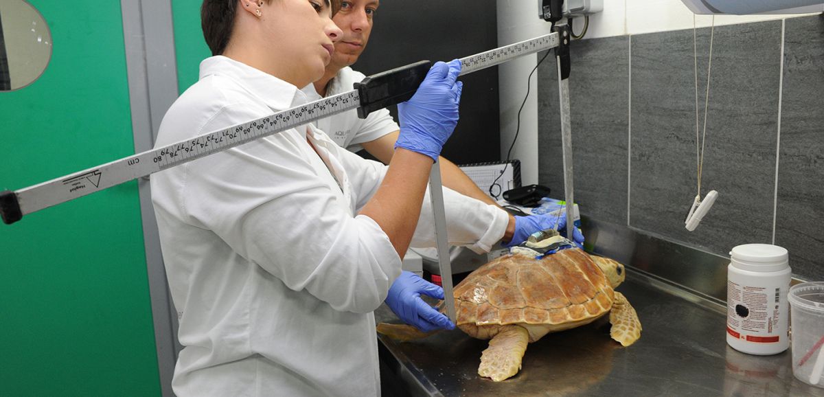 La Rochelle : les tortues marines aux bons soins de l'Aquarium