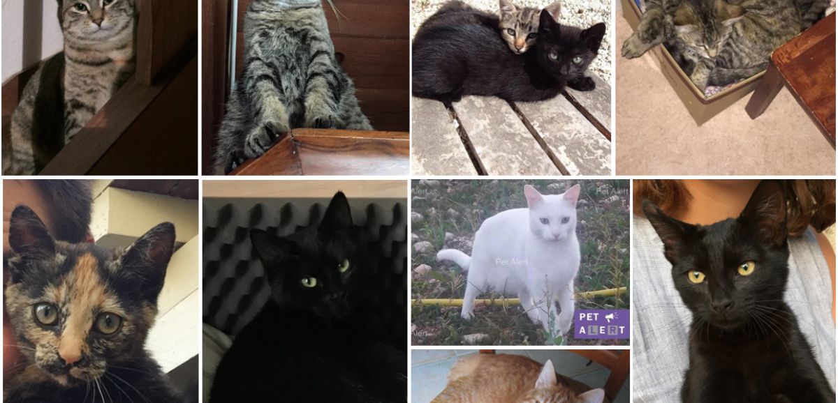 St-Mard : face aux disparitions de chats des habitants s’unissent