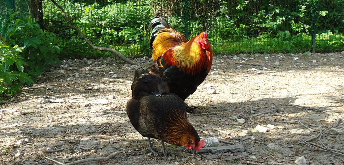 Croix-Chapeau : la municipalité offre des poules aux habitants