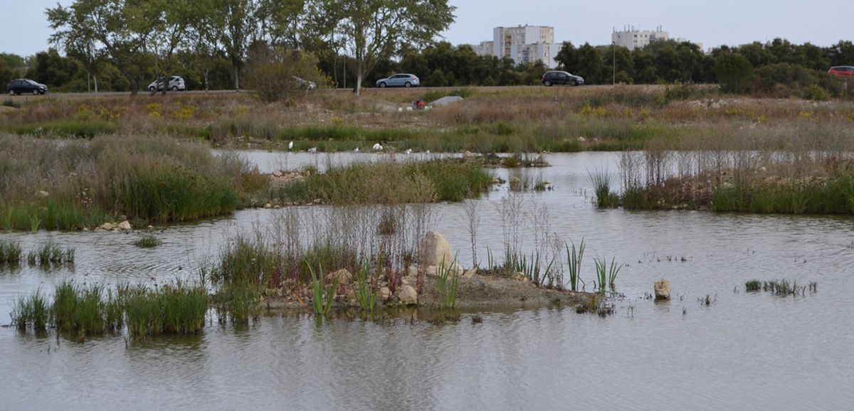Aytré/La Rochelle : le marais de Tasdon a retrouvé de sa superbe