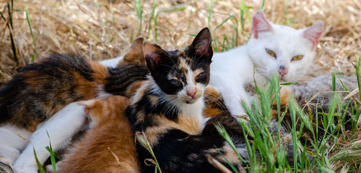 Aunis Sud : recherche familles d’accueil pour sauver les chats