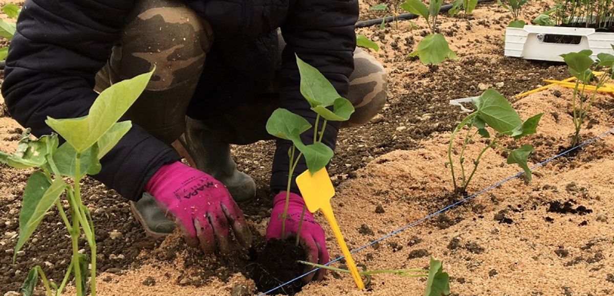Agriculture bio en Charente-Maritime : "Ce n’est pas une bonne année"