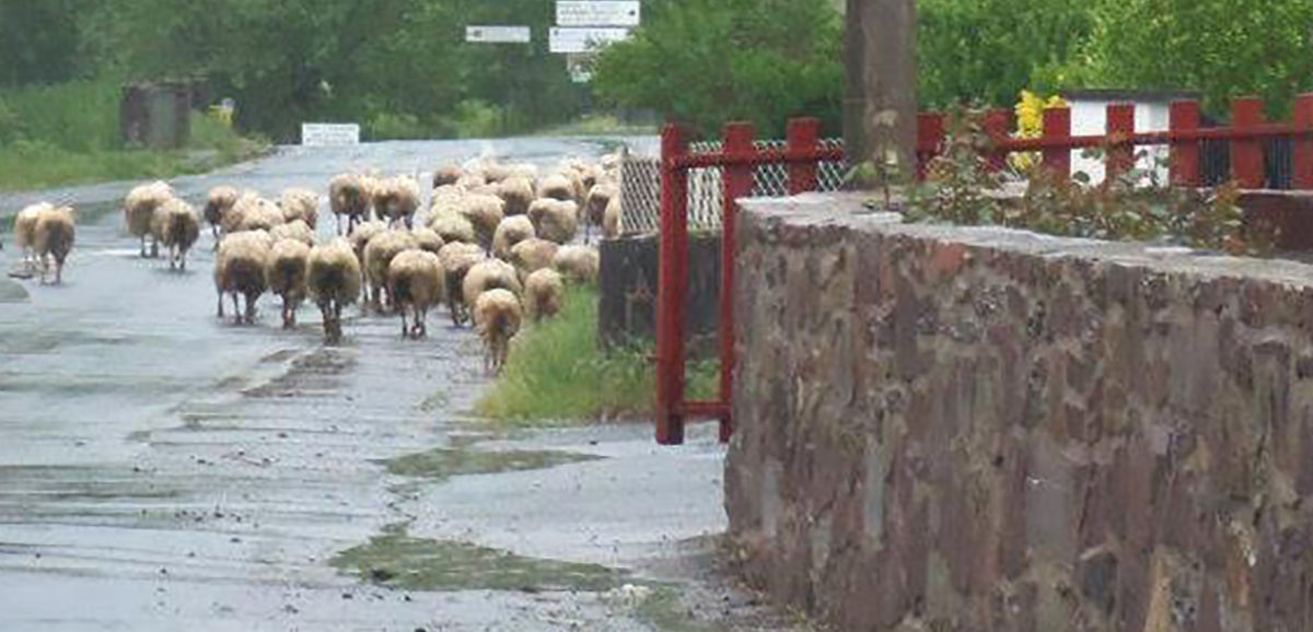 Saint-Agnant : vol de guirlandes et évasion de moutons