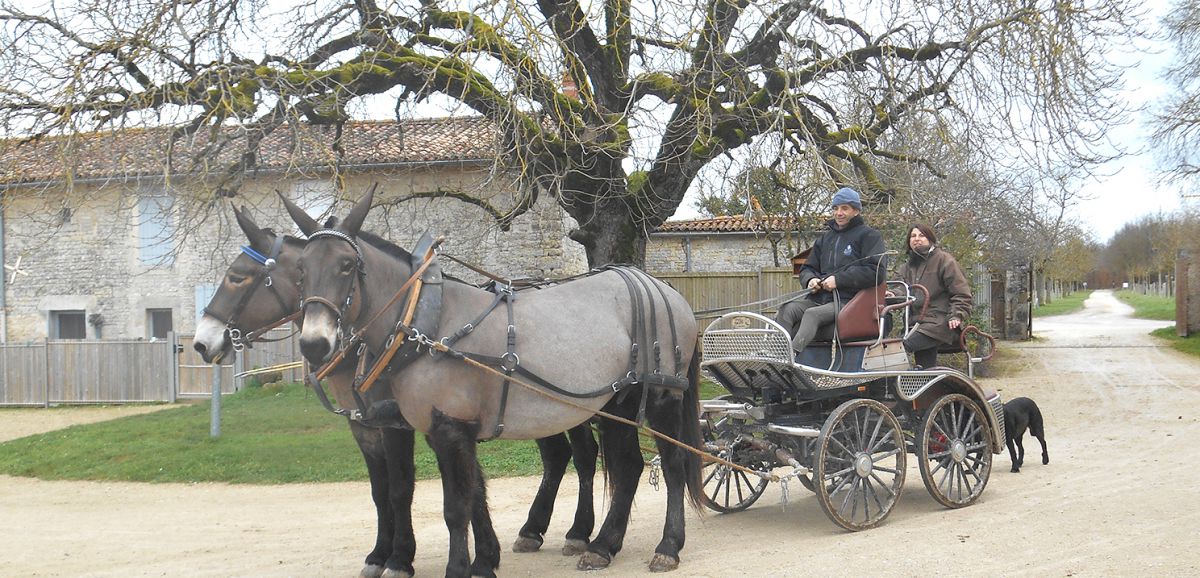 Dampierre/Boutonne : deux mules  au salon de l'Agriculture