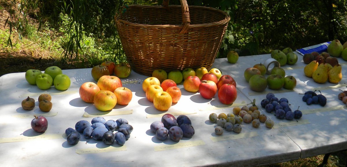 Terroir. Les amoureux des pommes et des fruits anciens se retrouvent à La Rochelle