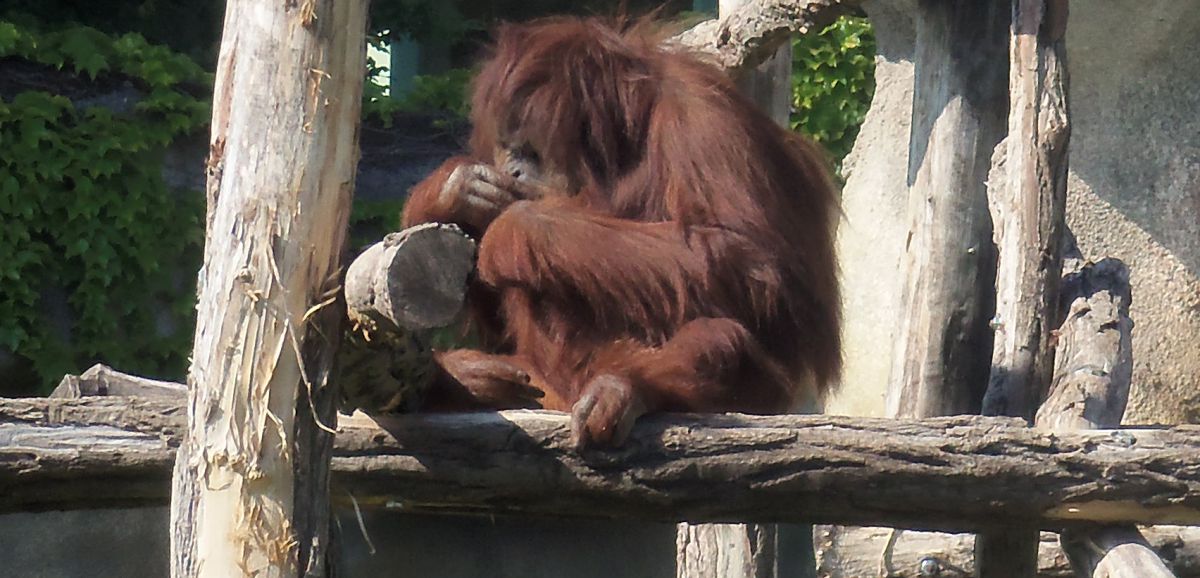 Nature : orangs-outans, espèce en danger
