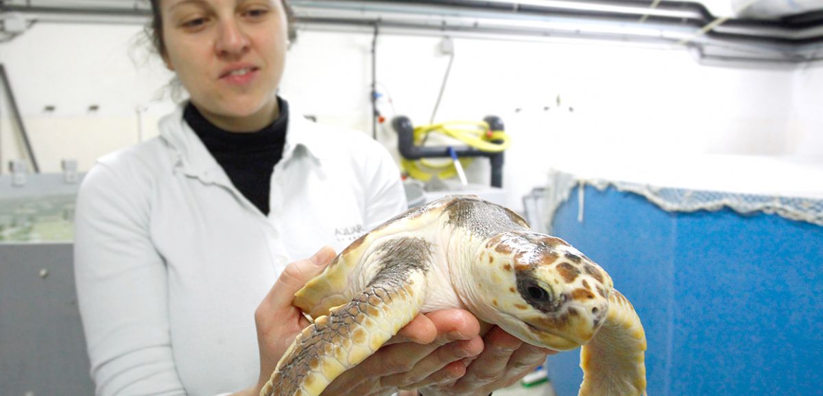 Aquarium de La Rochelle : des rescapés à carapace