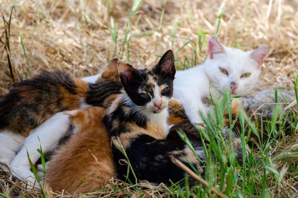 Aunis Sud : recherche familles d’accueil pour sauver les chats