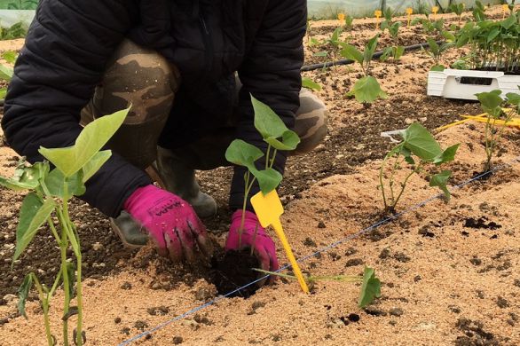 Agriculture bio en Charente-Maritime : "Ce n’est pas une bonne année"