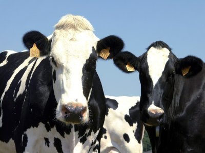 Chaque année, 1,2 milliard de litres de lait sont produits dans les cinq départements identifiés "Charentes-Poitou" - © Archives L'Hebdo 17