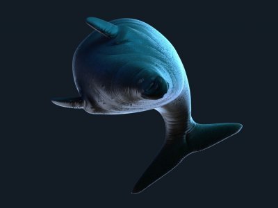 La Rhytine de Steller, aussi connue sous le nom de vache de mer, est un mammifère marin. Il est découvert en 1741 par le naturaliste Steller, et disparaît complètement 27 ans plus tard en 1768 - © MNHN  /Saola Studio