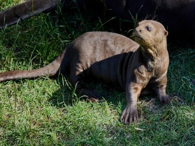 Jeune loutre géante - © Florence Perroux - Florence Perroux