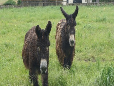 Les deux ânesses retourneront passer l'hiver chez elles, à Blanzay. - © P.T.