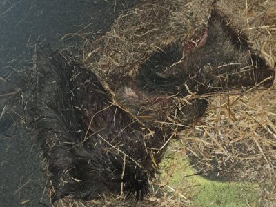 Des têtes de sangliers ont été déposées devant le siège de Nature Environnement 17, à Surgères - © NE 17